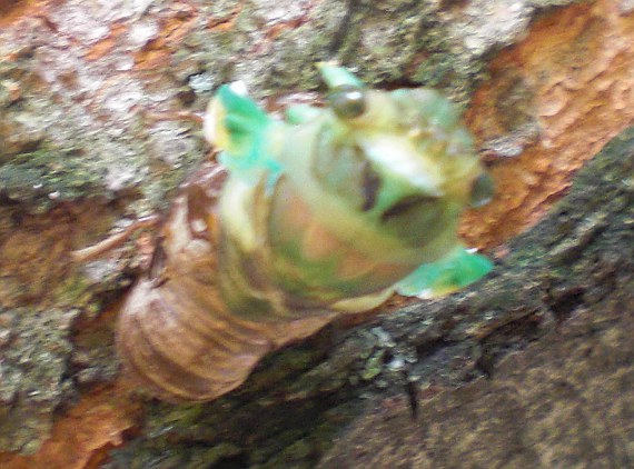 Happy-Bungalow-cicada-alt001-570