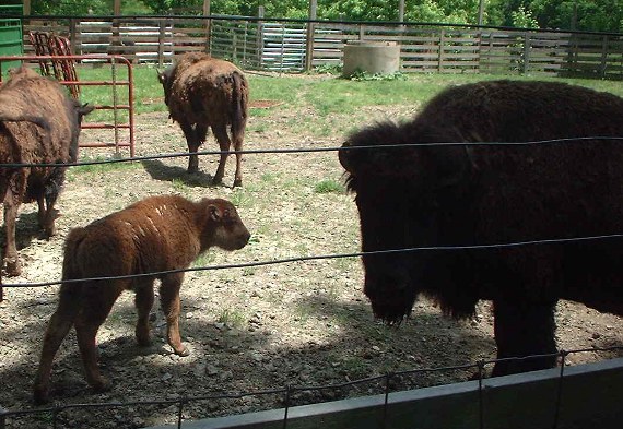 Happy-Bungalow-bison-buffalo-570