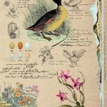 not quite real vintage illustration of duck and flowers